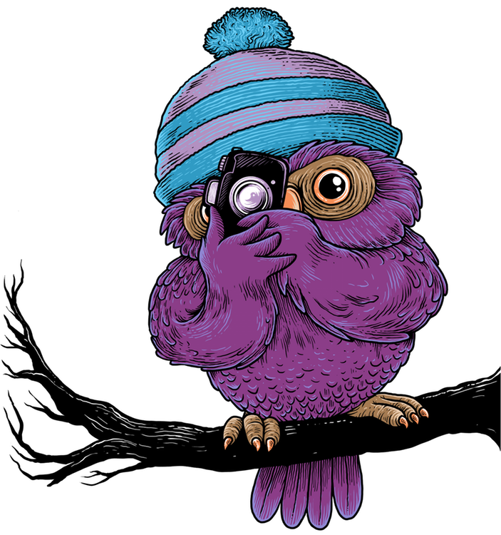 Phil the owl photographer has a bird's eye view for his shot